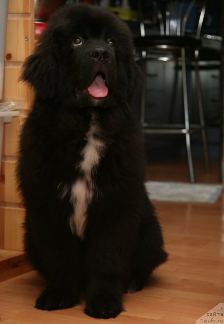 Фото: ньюфаундленд Love Me Tender Midnight Bear