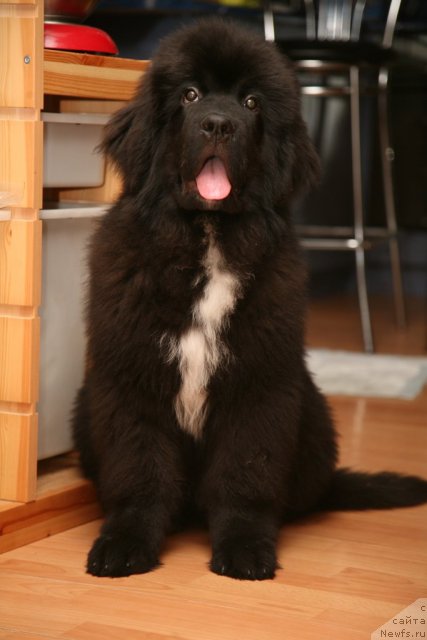 Фото: ньюфаундленд Love Me Tender Midnight Bear