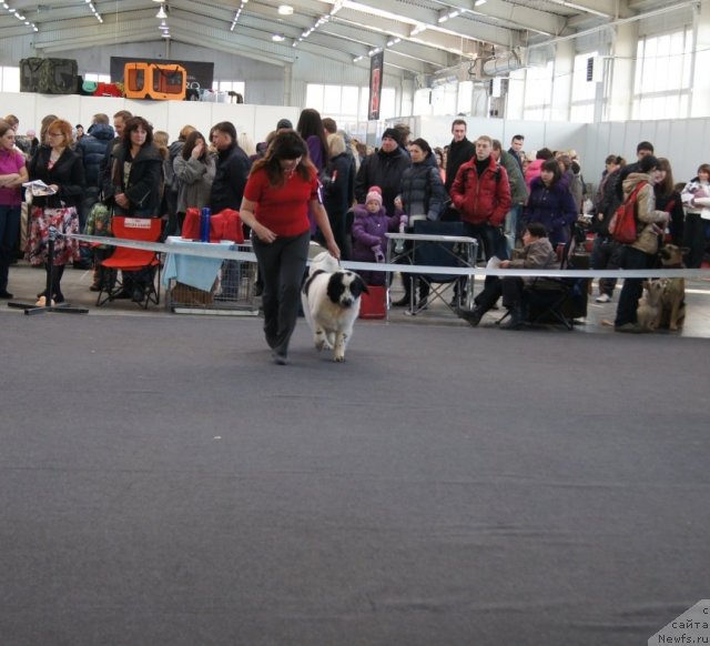 Фото: ньюфаундленд Сент Джонс Царевна Лебедь (Sent Djons Carevna Lebed)