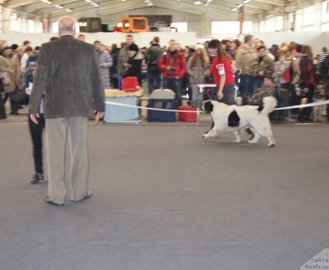 Фото: ньюфаундленд Сент Джонс Царевна Лебедь (Sent Djons Carevna Lebed)