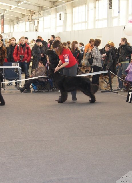 Фото: ньюфаундленд Сент Джонс Ульрика (Sent Djons Ulrika)