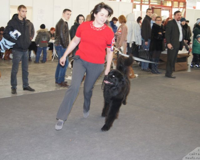 Фото: ньюфаундленд Сент Джонс Ульрика (Sent Djons Ulrika)