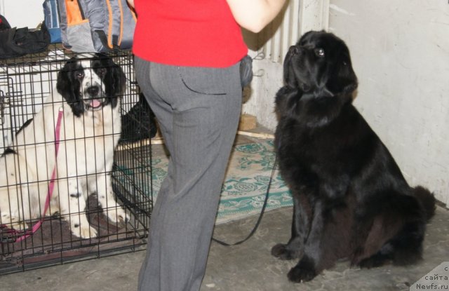 Фото: ньюфаундленд Сент Джонс Царевна Лебедь (Sent Djons Carevna Lebed), ньюфаундленд Сент Джонс Ульрика (Sent Djons Ulrika)