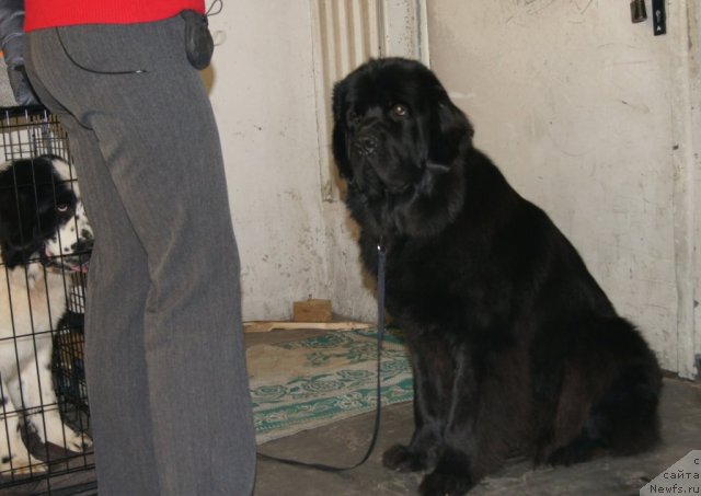 Фото: ньюфаундленд Сент Джонс Царевна Лебедь (Sent Djons Carevna Lebed), ньюфаундленд Сент Джонс Ульрика (Sent Djons Ulrika)