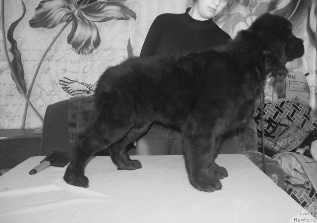 Фото: ньюфаундленд Кокетка от Чаннел из Медвежьего Яра, ньюфаундленд Алиса Радость Шоколадной Мамы