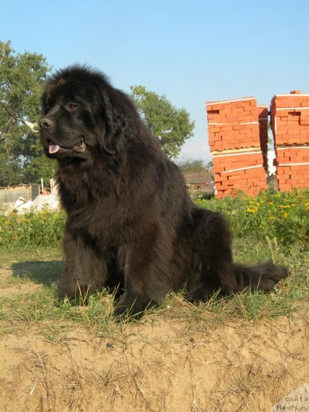 Фото: ньюфаундленд Услада из Золотого Треугольника