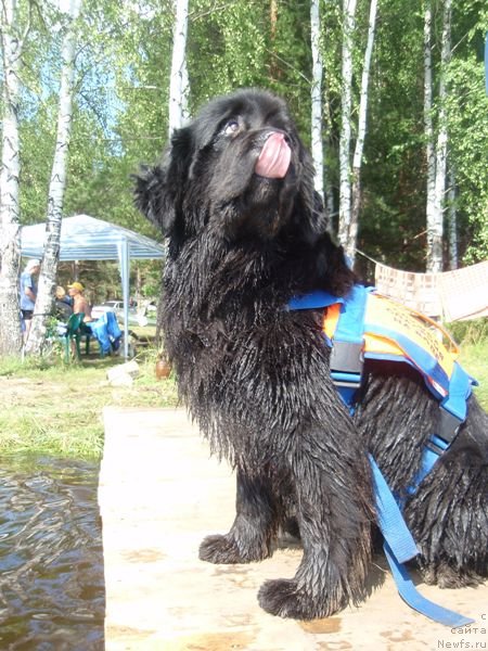 Фото: ньюфаундленд Венеция из Царства Медведей в Обуш Шед