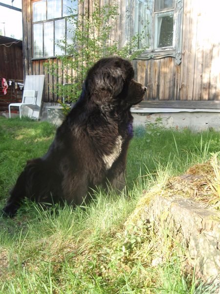 Фото: ньюфаундленд Супер Бизон Анталия