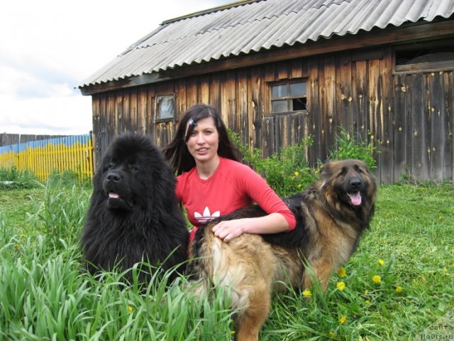 Фото: ньюфаундленд Данс Мемори Фьюджан Риф, Вероника Батина