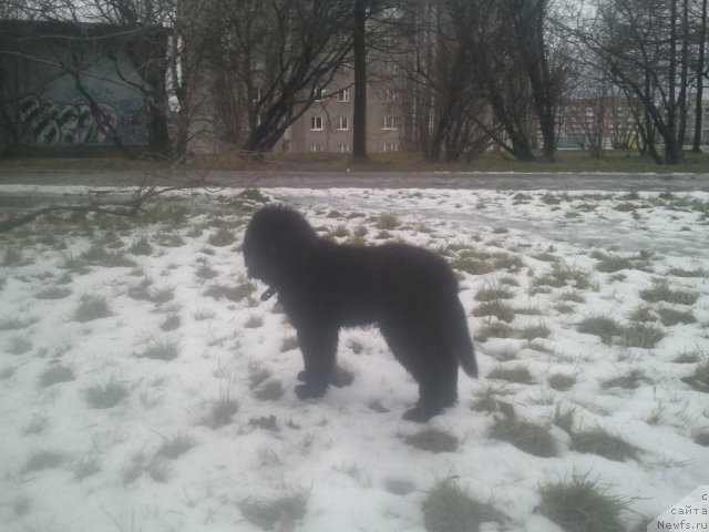 Фото: ньюфаундленд Питерньюф Нота Бене (Piternyuf Nota Bene)