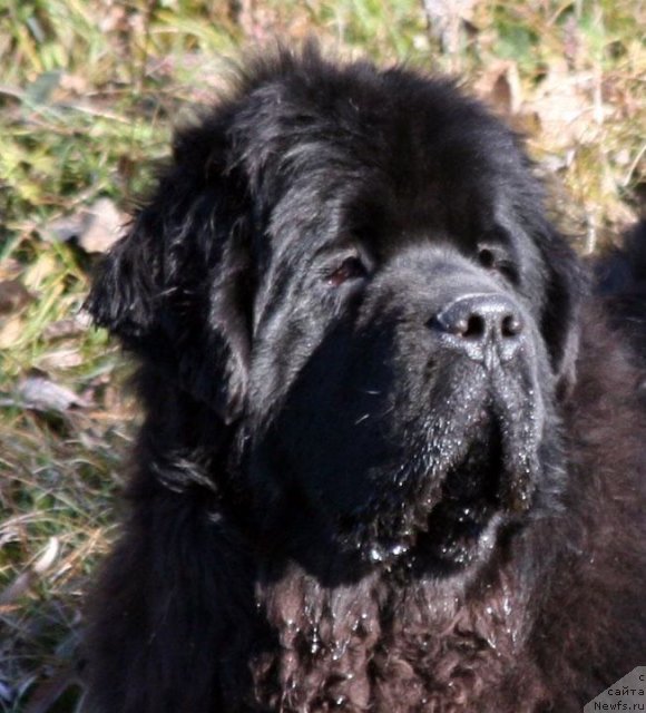 Фото: ньюфаундленд Сент Джонс Херо фор Клуфбеар (Sent Djons Hero for Kloofbear)