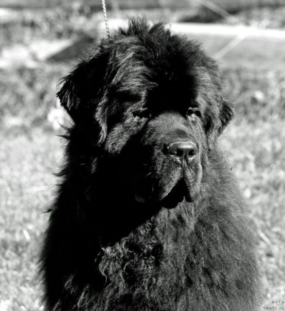 Фото: ньюфаундленд Сент Джонс Херо фор Клуфбеар (Sent Djons Hero for Kloofbear)