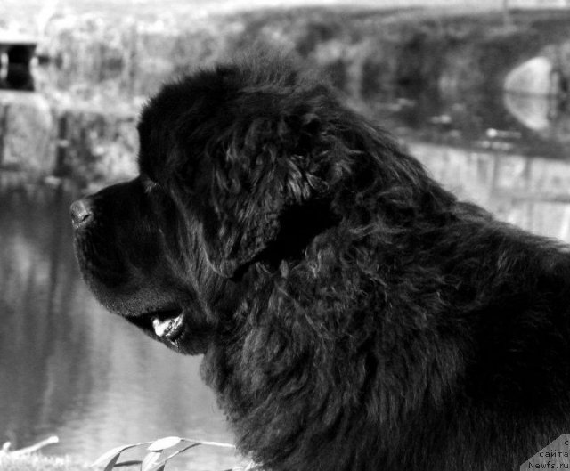 Фото: ньюфаундленд Сент Джонс Херо фор Клуфбеар (Sent Djons Hero for Kloofbear)