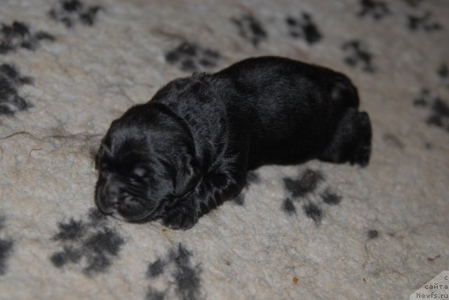 Фото: ньюфаундленд Сент Джонс Эклипс оф зе Мун