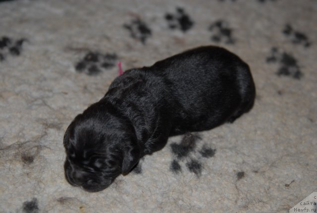 Фото: ньюфаундленд Сент Джонс Эклипс оф зе Мун