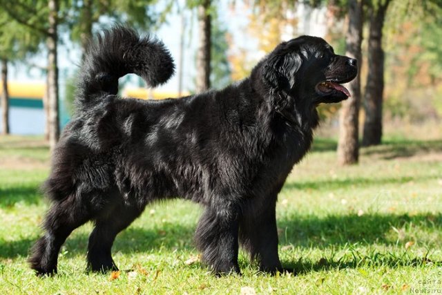 Фото: ньюфаундленд Звезда Удачи от Марлеон Дусвик