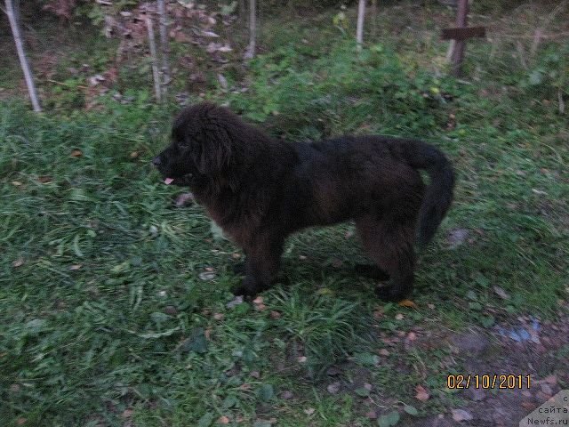 Фото: ньюфаундленд Знатный Красавец