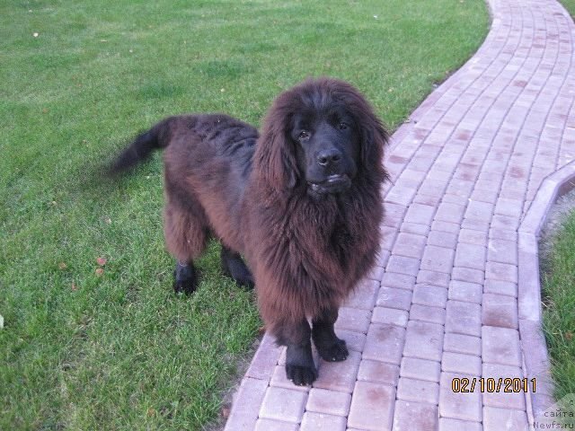 Фото: ньюфаундленд Знатный Красавец