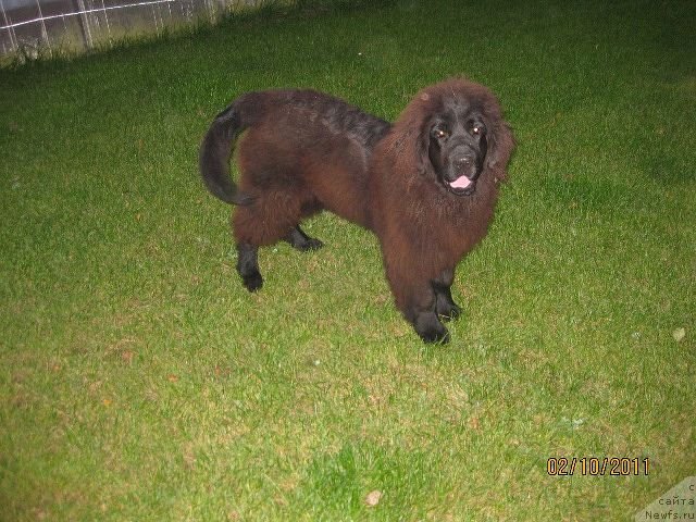 Фото: ньюфаундленд Знатный Красавец