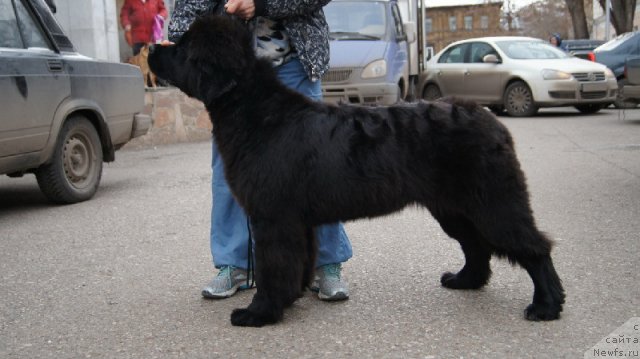 Фото: ньюфаундленд Плюшевая Панда Удивительная Кейт (Plushevaya Panda Udivitelnaja Kejt)