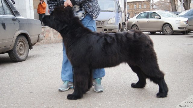 Фото: ньюфаундленд Плюшевая Панда Удивительная Кейт (Plushevaya Panda Udivitelnaja Kejt)