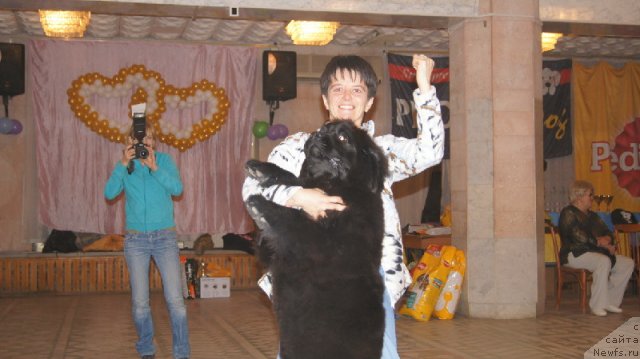 Фото: ньюфаундленд Плюшевая Панда Удивительная Кейт (Plushevaya Panda Udivitelnaja Kejt)