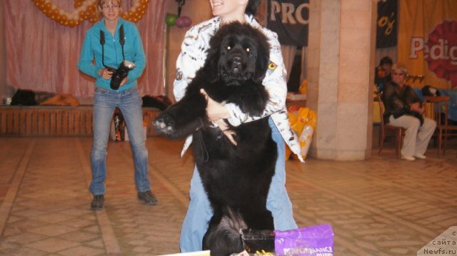 Фото: ньюфаундленд Плюшевая Панда Удивительная Кейт (Plushevaya Panda Udivitelnaja Kejt)