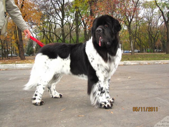 Фото: ньюфаундленд Плюшевая Панда Стиль-Санкт-Петербурга