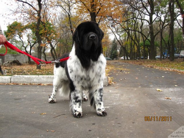 Фото: ньюфаундленд Плюшевая Панда Стиль-Санкт-Петербурга