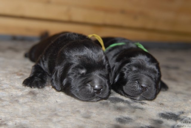 Фото: ньюфаундленд Сент Джонс Эбони ин Файер