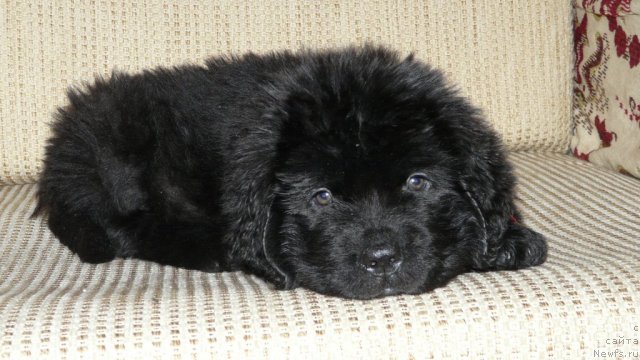 Фото: ньюфаундленд Судьбы Подарок