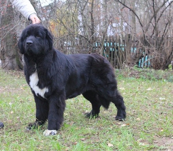 Фото: ньюфаундленд Питерньюф Ча-Ча-Ча