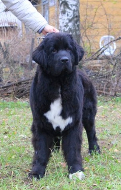 Фото: ньюфаундленд Питерньюф Ча-Ча-Ча