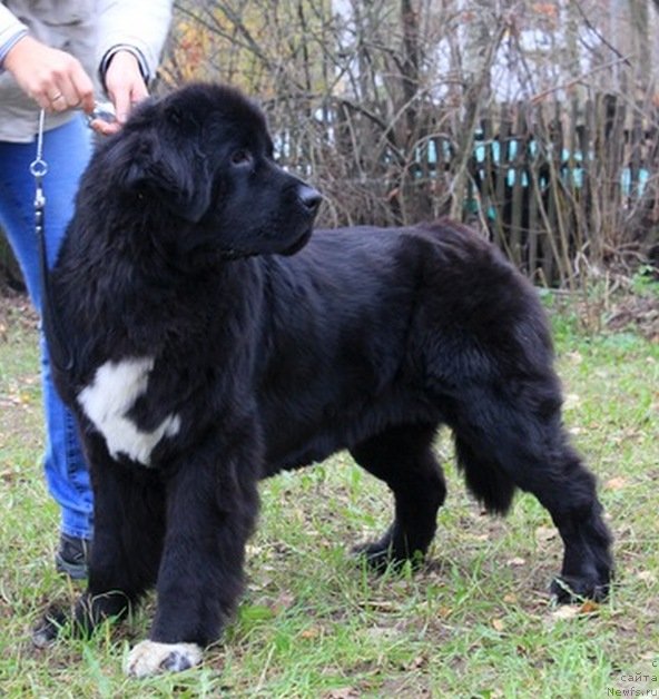 Фото: ньюфаундленд Питерньюф Ча-Ча-Ча