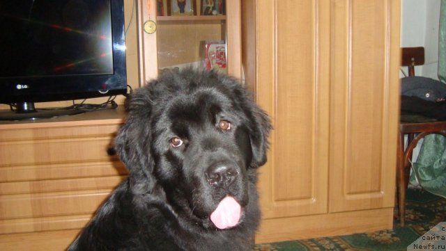 Фото: ньюфаундленд Пассия Короля из Медвежьего Яра (Passia Korolya iz Medvejyego Yara)