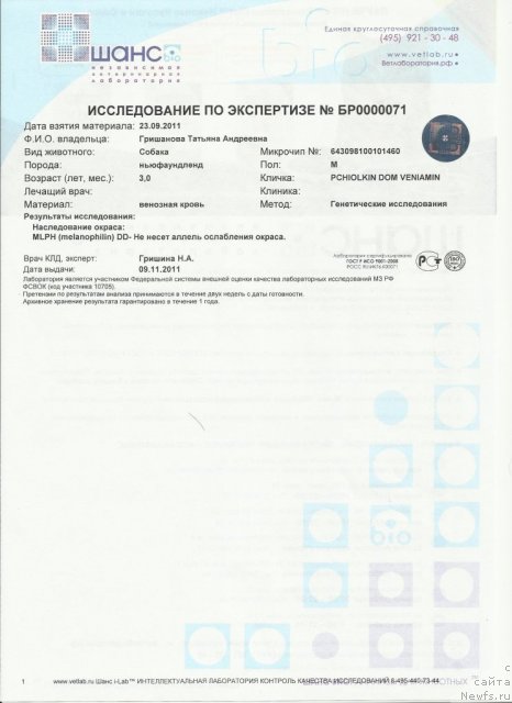 Фото: ньюфаундленд Пчёлкин Дом Вениамин (Pchiolkin Dom Veniamin)