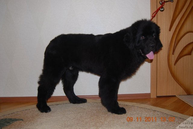 Фото: ньюфаундленд Плюшевая Панда Универсальный Мишка (Plushevaya Panda Universalnyj Mischka)