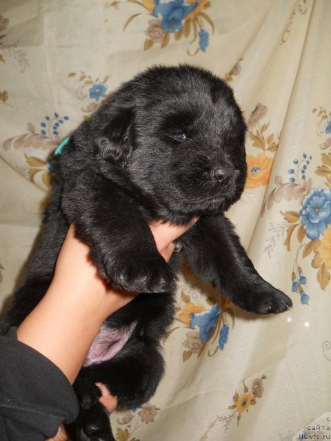 Фотография № 80718