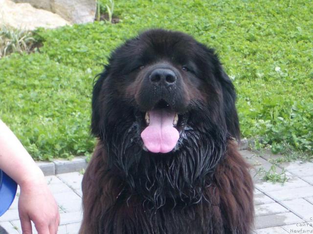 Фото: ньюфаундленд Шарм с Берега Дона