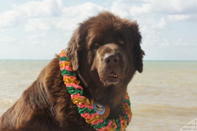 Фотография № 80741