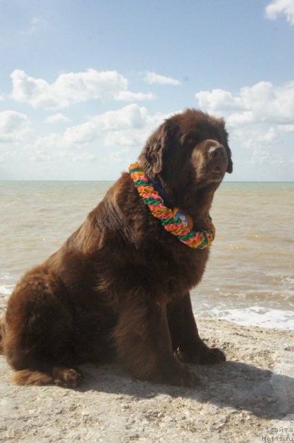 Фото: ньюфаундленд Смигар Ришель Леди Фортуна (Smigar Rishel Lady Fortuna)