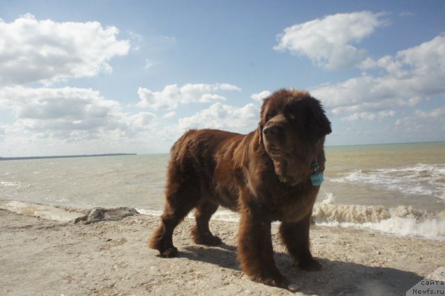 Фото: ньюфаундленд Смигар Ришель Леди Фортуна (Smigar Rishel Lady Fortuna)