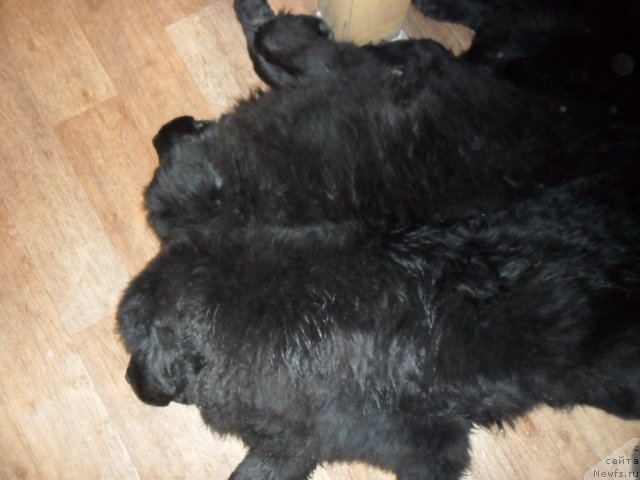 Фотография № 80744