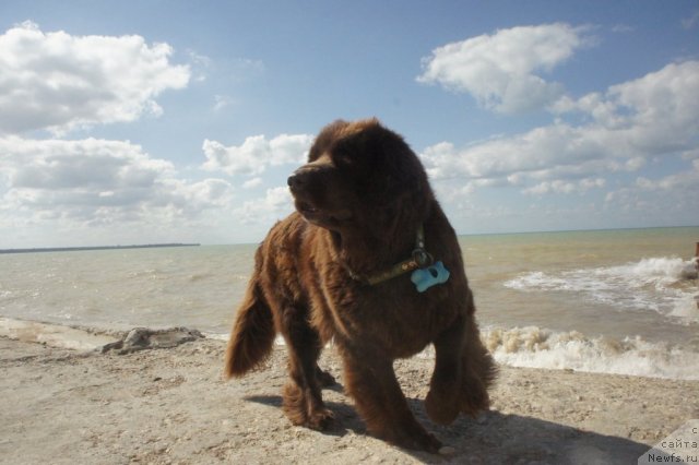 Фото: ньюфаундленд Смигар Ришель Леди Фортуна (Smigar Rishel Lady Fortuna)