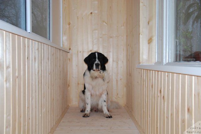 Фото: ньюфаундленд Хьюго Босс из Уникальной Коллекции