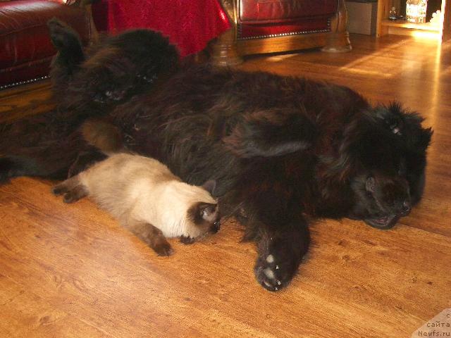 Фото: ньюфаундленд Шарм с Берега Дона