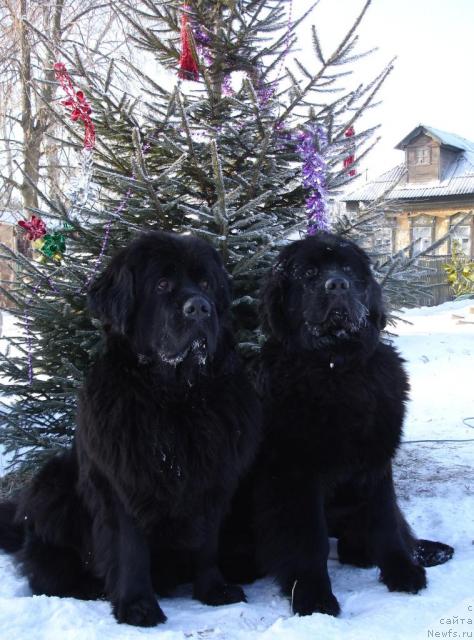 Фото: ньюфаундленд Чанси из Золотого Треугольника, ньюфаундленд Амулет Любви и Счастья (Amulet Lyubvi i Schastya)