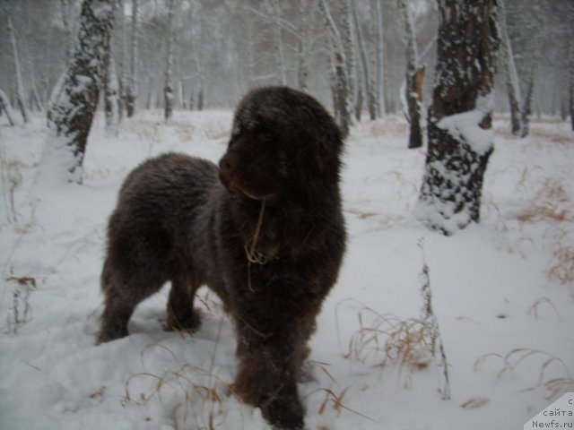 Фото: ньюфаундленд Черный Шарм Амбер Бест Дог ФО Марлеон