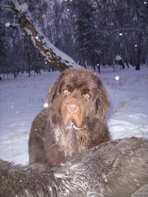 Фото: ньюфаундленд Черный Шарм Амбер Бест Дог ФО Марлеон