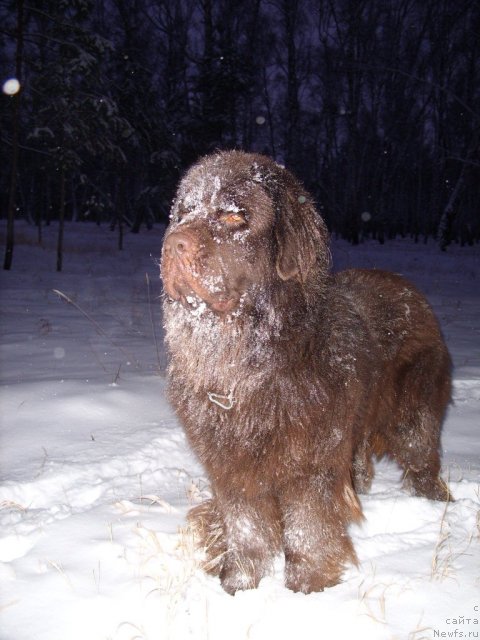 Фото: ньюфаундленд Черный Шарм Амбер Бест Дог ФО Марлеон